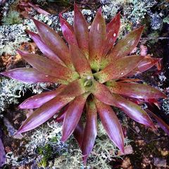 Tillandsia biflora