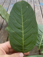 Alectryon semicinereus