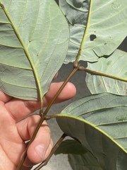 Alectryon semicinereus