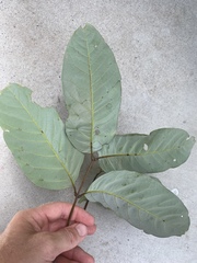 Alectryon semicinereus