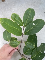 Alectryon semicinereus