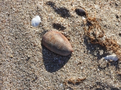 Crepidula cachimilla