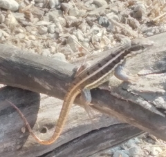 Leiocephalus personatus