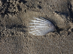 Aequipecten tehuelchus