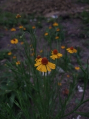 Helenium quadridentatum