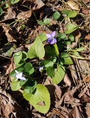 Viola langloisii