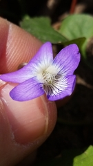 Viola langloisii