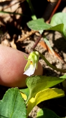 Viola langloisii