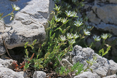 Sabulina nuttallii nuttallii