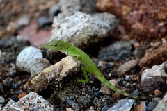 Anolis huilae
