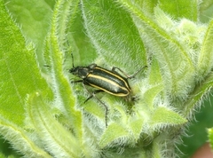 Astylus vittaticollis