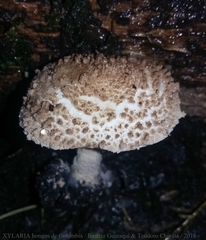 Cystolepiota pulverulenta