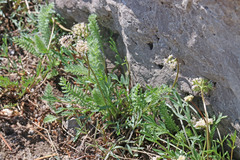 Musineon naomiensis