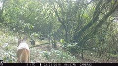 Cercopithecus mitis erythrarchus