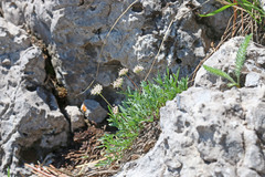 Musineon naomiensis