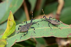 Gelonus tasmanicus
