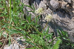 Musineon naomiensis