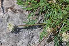 Musineon naomiensis