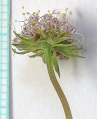 Musineon naomiensis