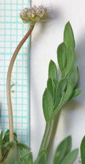 Musineon naomiensis