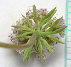 Musineon naomiensis