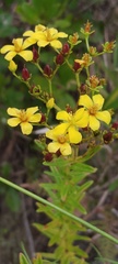 Hypericum cistifolium