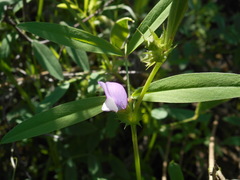 Vicia bithynica