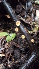 Bispora