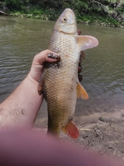 Moxostoma macrolepidotum