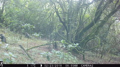 Cercopithecus mitis erythrarchus