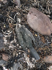 Phalacrocorax capillatus