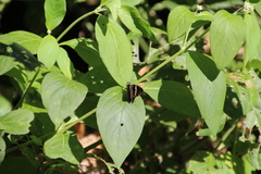 Autochton bipunctatus