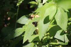 Autochton bipunctatus