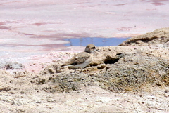 Charadrius pecuarius