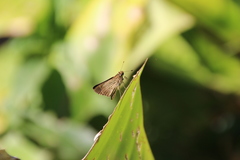 Vehilius stictomenes