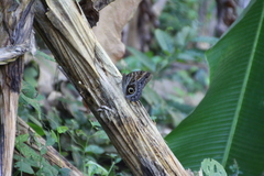 Caligo telamonius menus