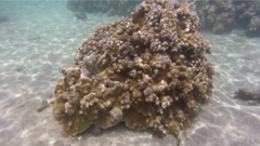 Montipora capitata