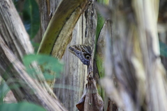 Caligo telamonius menus