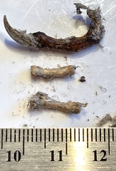 Dendragapus fuliginosus