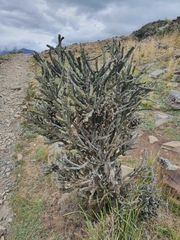 Carmichaelia crassicaulis