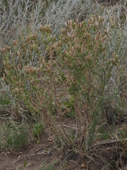 Mentzelia albescens