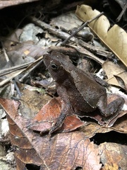Rhinella hoogmoedi
