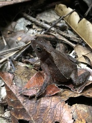 Rhinella hoogmoedi