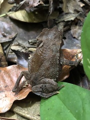Rhinella hoogmoedi