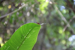 Mechanitis polymnia isthmia
