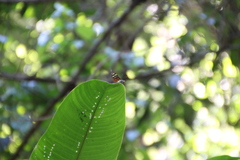 Mechanitis polymnia isthmia