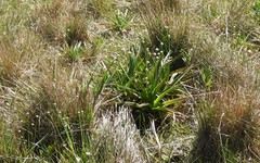 Eriocaulon arechavaletae