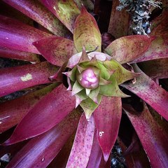 Tillandsia biflora