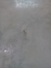 Stagmatoptera femoralis
