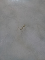 Stagmatoptera femoralis